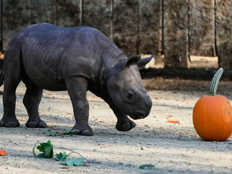 Critically endangered baby black rhino makes its debut at Cleveland zoo