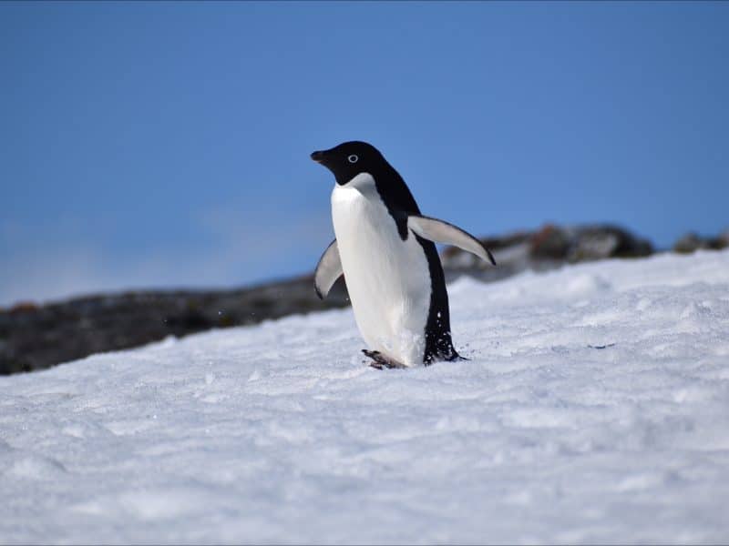 Cleveland student takes trip of a lifetime on the Antarctic Peninsula