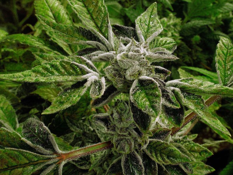 Trump reclassifies state-licensed medical marijuana as a less-dangerous drug in a historic shift