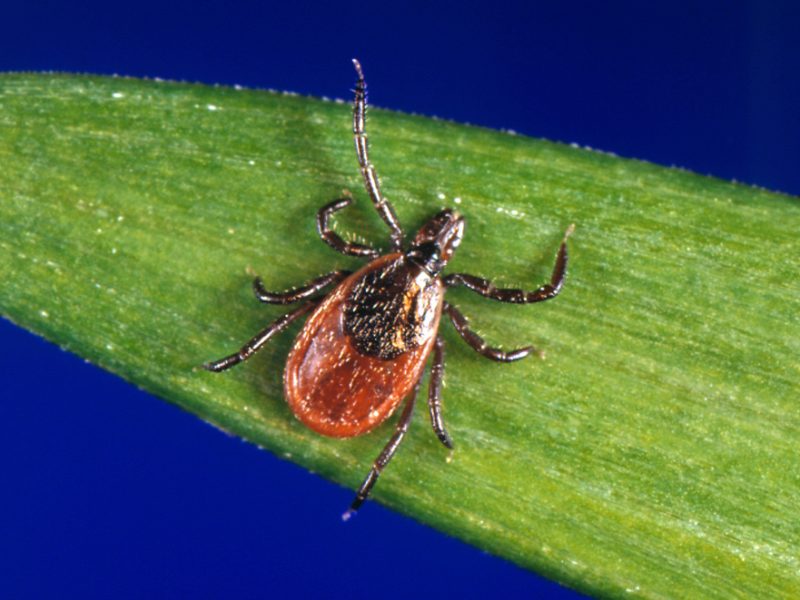 Tick season seems to be off to a fast start, and some expert worry about future illnesses