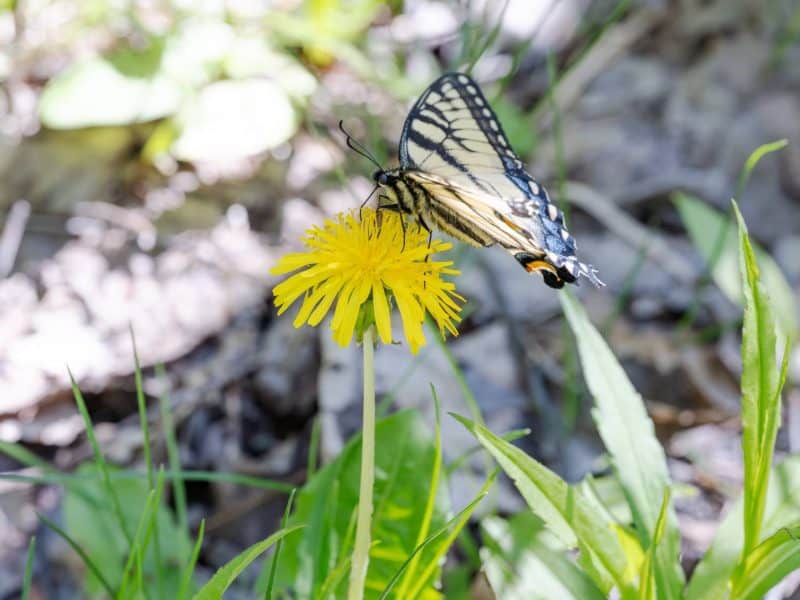Creating the perfect pollinator garden this spring in Lakewood