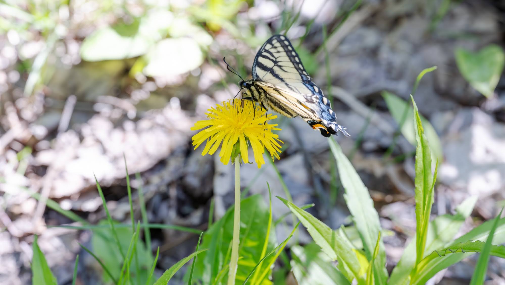 帰蝶　SSP Creating the perfect pollinator garden this spring in Lakewood