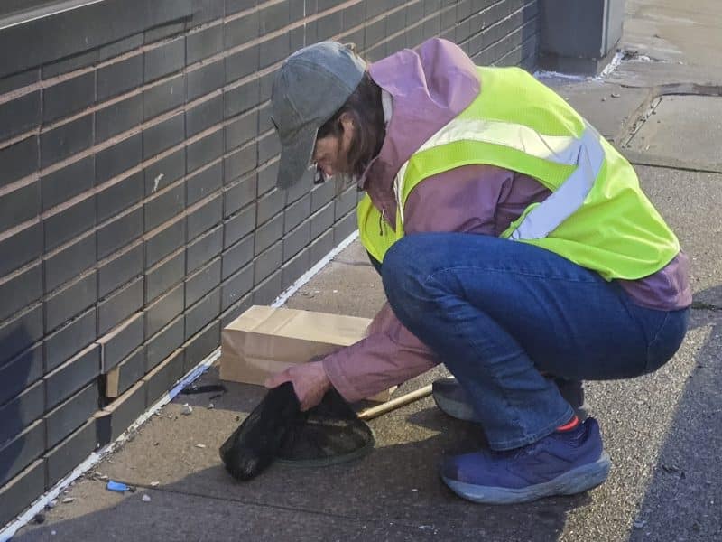 Leave the lights out for them: How a Cleveland group is trying to save the birds