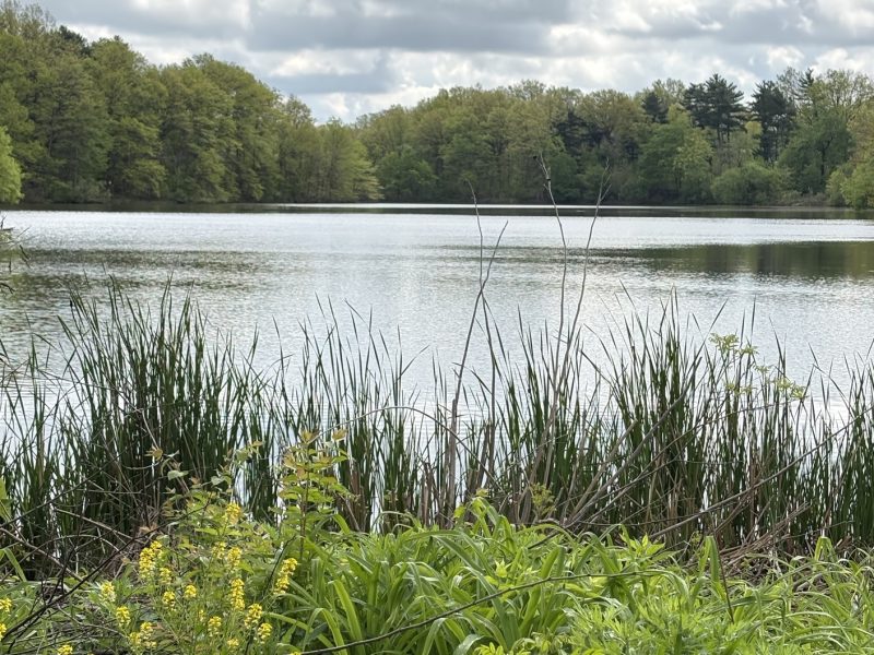 Residents lose trust in local government over plan to drain Lower Shaker Lake