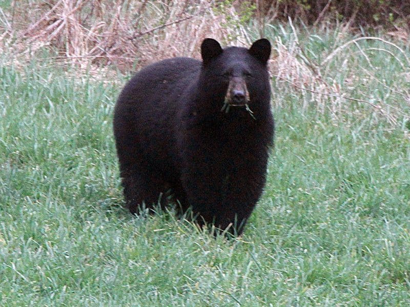 Off the Beat 4: Searching for the bear